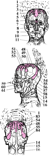 Проекция токов главных полушарий головного мозга