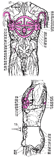 Нервные токи сердечного центра и правой груди
