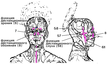 Височный и каверзный центры головного мозга