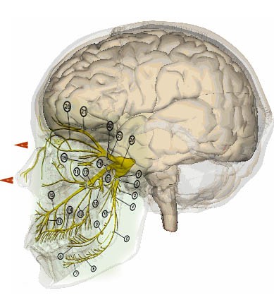 Схематическое изображение токов телепортации человека и тройничного нерва