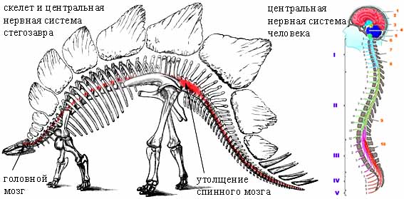 Скелет стегозавра и нервная система