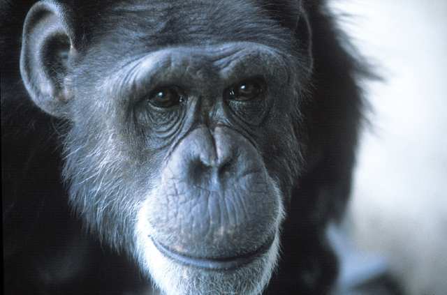 Шимпанзе и интеллект