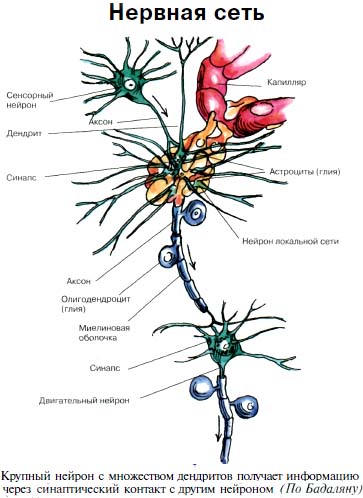 Нервная сеть
