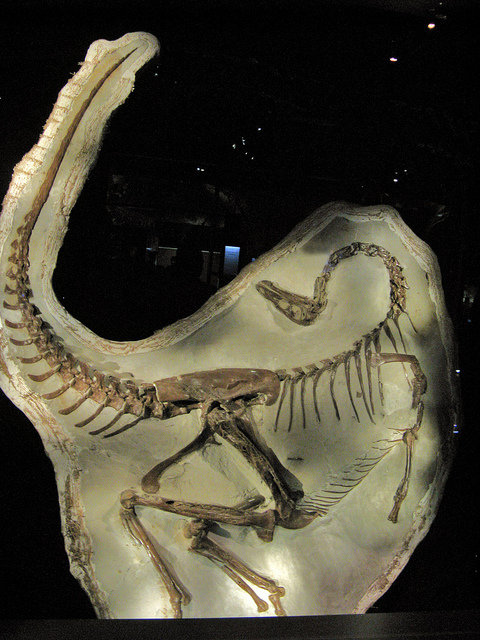 Ornithomimus скелет