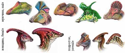 Гадрозавры - половой деморфизм