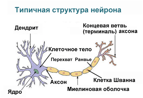 Струтура нейрона