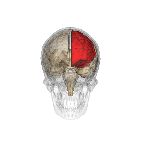 Лобная доля (Frontal lobe) коры головных полушарий