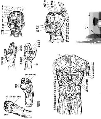 Проекция активности нервных сплетений и центров на теле